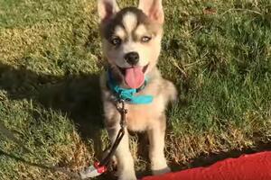 Upoznajte rođaka haskija: Aljaski kli-kaj