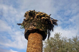 "Organi lokalne uprave na da unište palme koje je napao crveni...