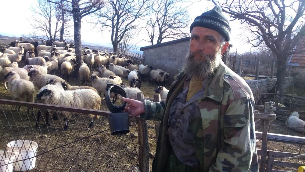 ovce plavi jezik Perović