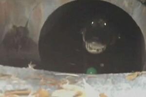 Pogledajte: Izašao da provjeri poštansko sanduče, pa snimio...