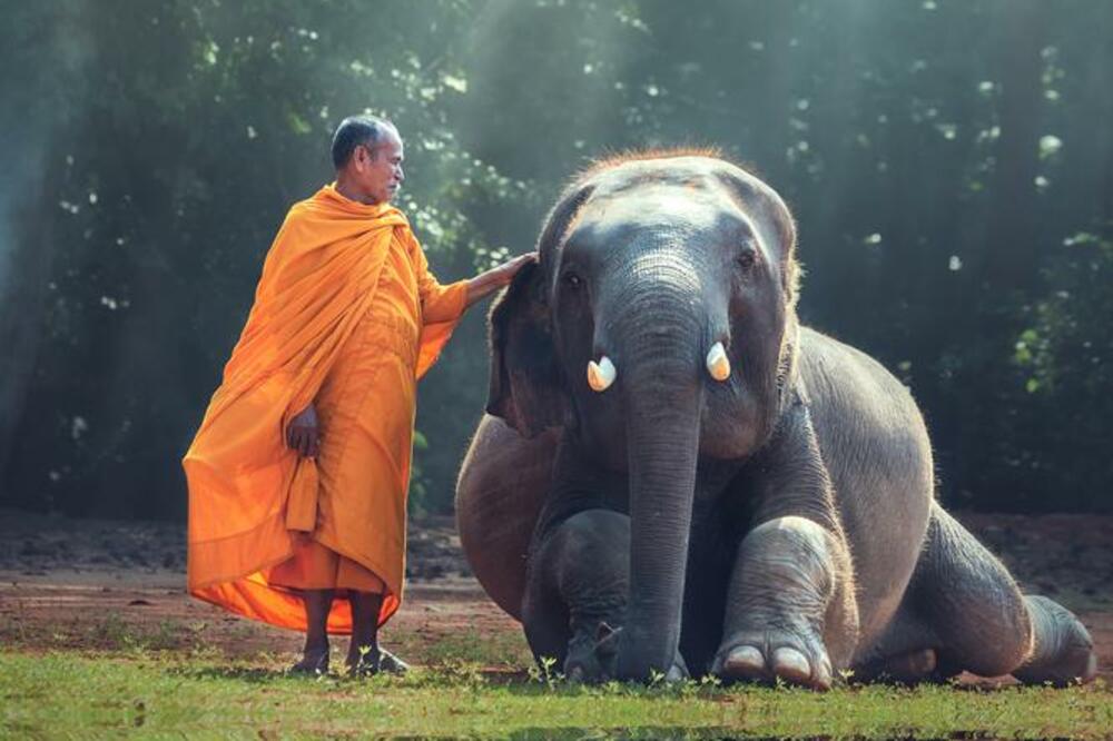 monah, slon, Foto: Shutterstock