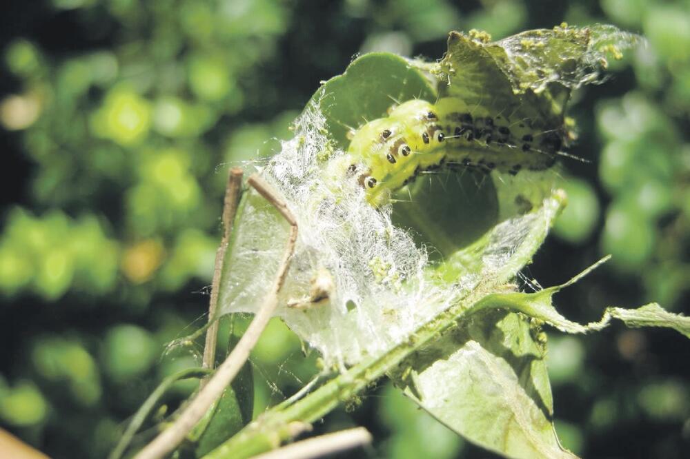 šimširov moljac, Foto: Slavica Kosić