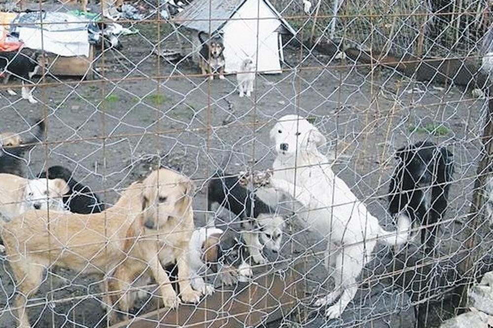 psi, sklonište, Kolašin, Foto: Dragana Šćepanović