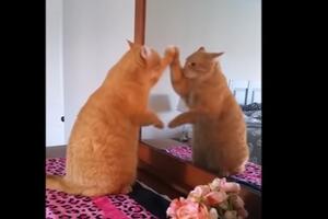 Mačak svakog dana vježba grebanje pred ogledalom