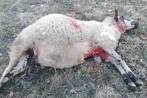 Stočar iz Lipova pretrpio štetu: Vukovi zaklali šest ovaca