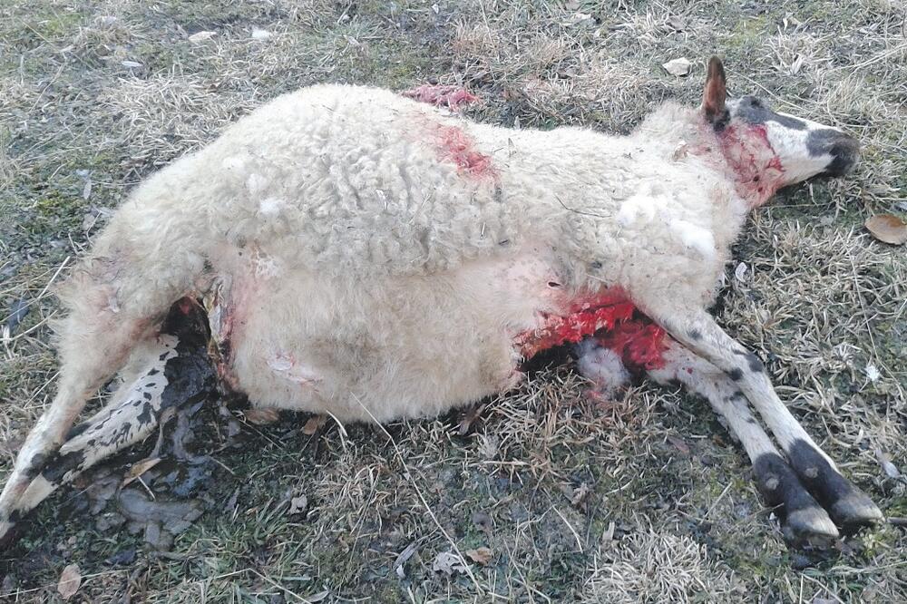 Ovca, Foto: Privatna arhiva