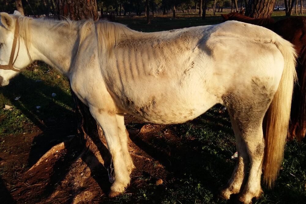 Stočna pijaca Podgorica, Foto: Darko Saveljić