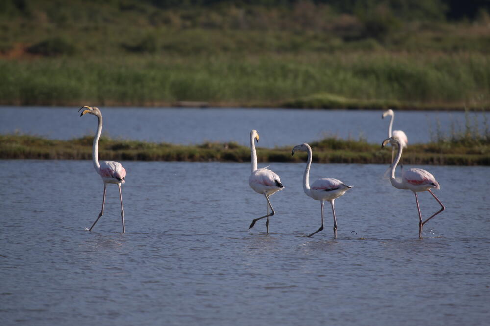 ptice Solana, Foto: CZIP