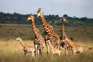 Žirafe ugrožene, prijeti im istrebljenje