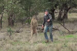 Kakva bizarna reakcija: Čovjek ga udario, a kengur ne može da...
