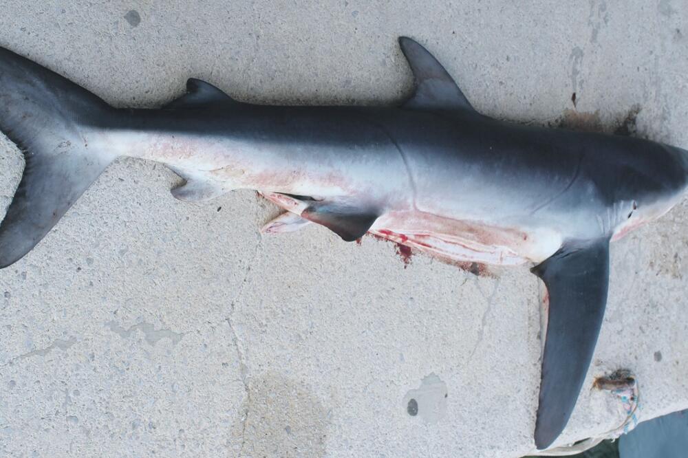 ajkula, Foto: Privatna arhiva