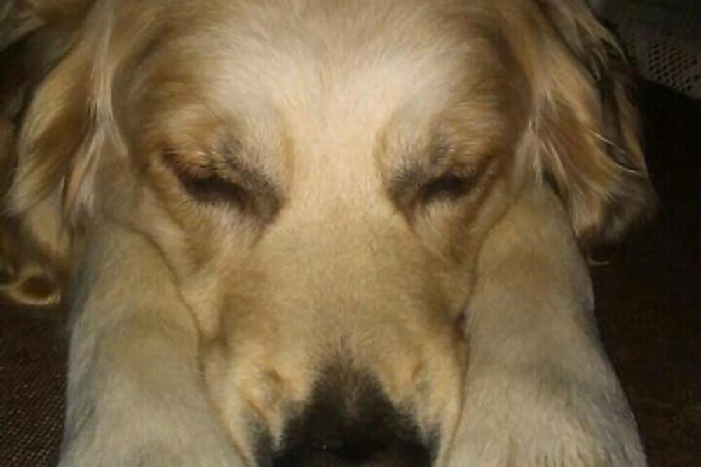 prijatelji životinja podgorice, Foto: Prijatelji životinja podgorice