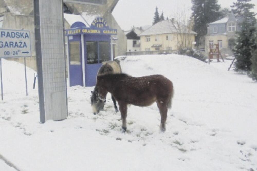 konji, Foto: Čitalac reporter