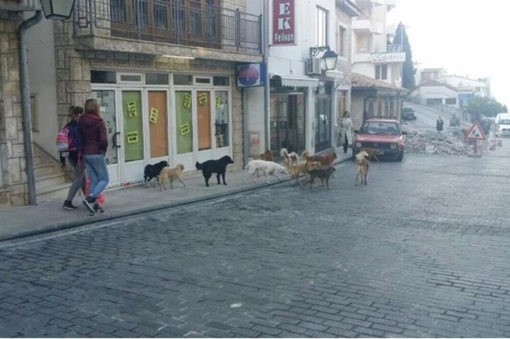 Potencijalna opasnost za ljude: Ulcinj, Foto: Samir Adrović