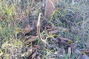 Vandali polomili sve masline