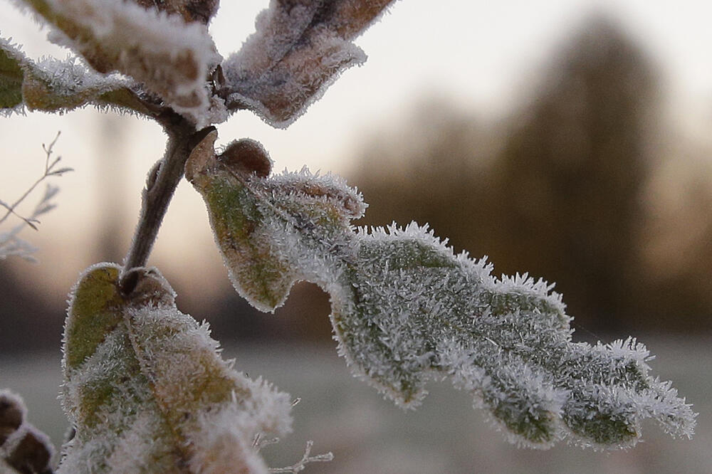 snijeg, grančica, Foto: Beta-AP