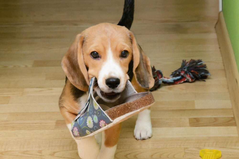 pas, papuča, Foto: Shutterstock