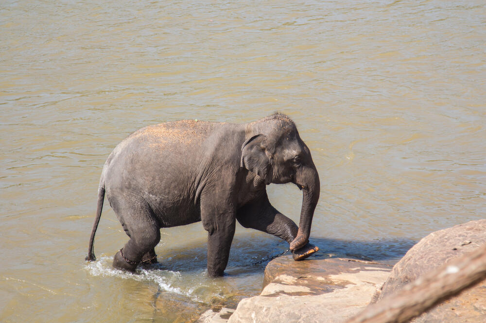 slon, slonče, Foto: Shutterstock