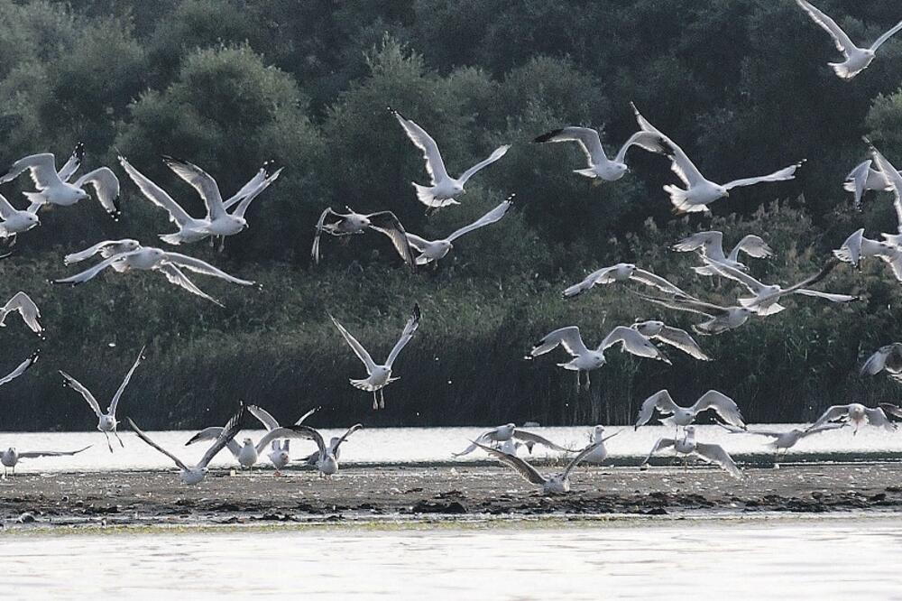 ptice, Skadarsko jezero, Foto: Luka Zeković