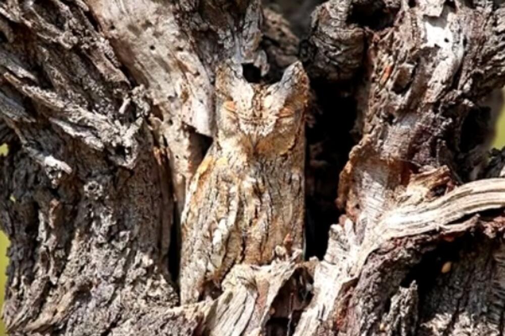 kamuflaža sova, Foto: Shutterstock