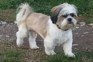 Nestao pas Bruno u Podgorici