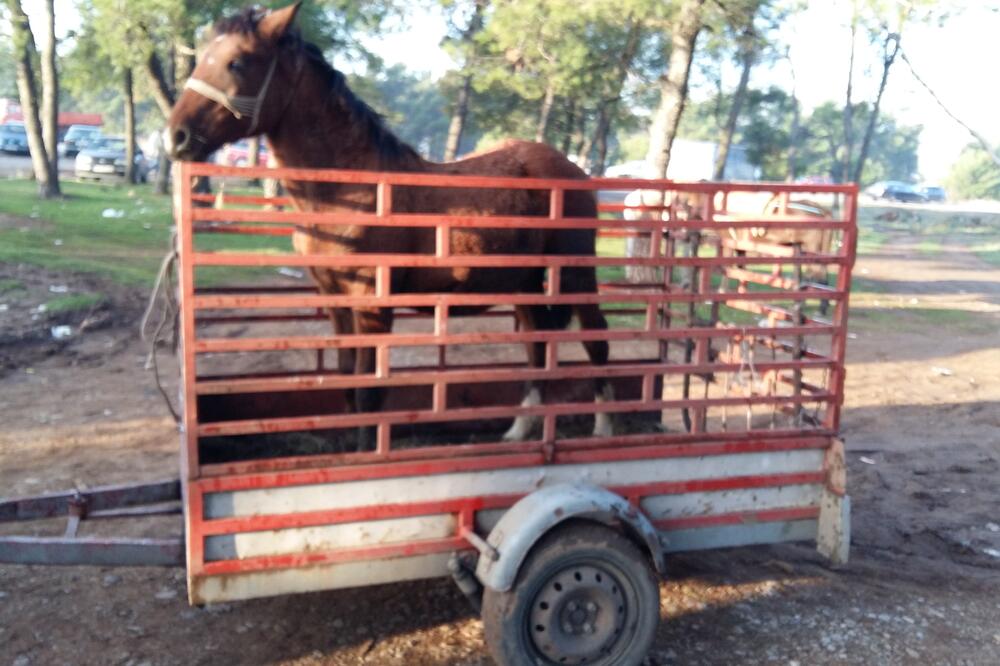 bolesna stoka, Foto: Privatna arhiva