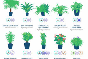 Biljke koje čiste zrak od opasnih toksina