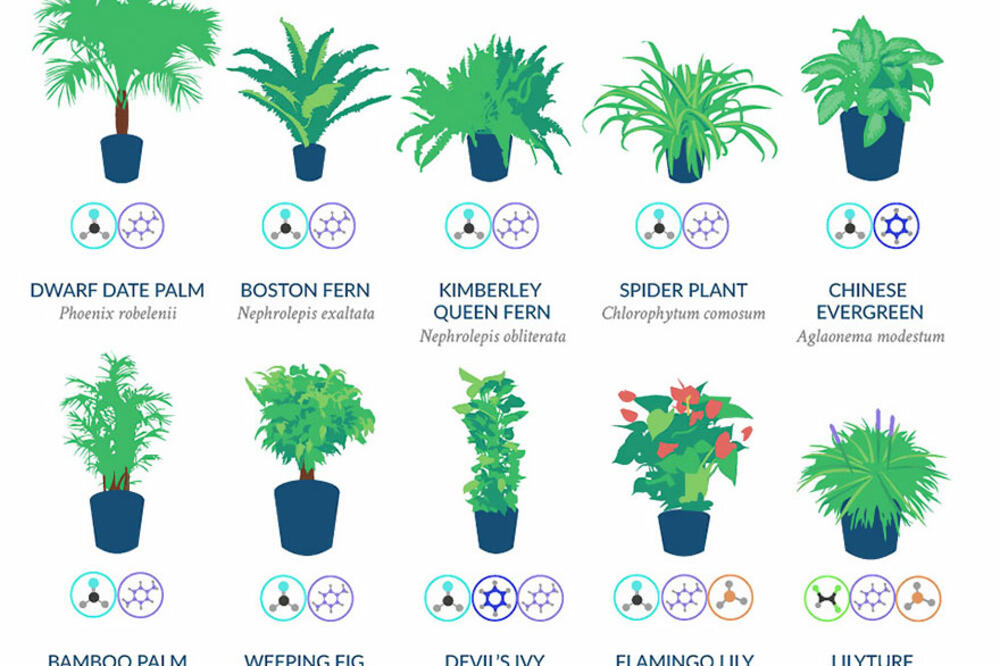 nasa biljke, Foto: Boredpanda.com