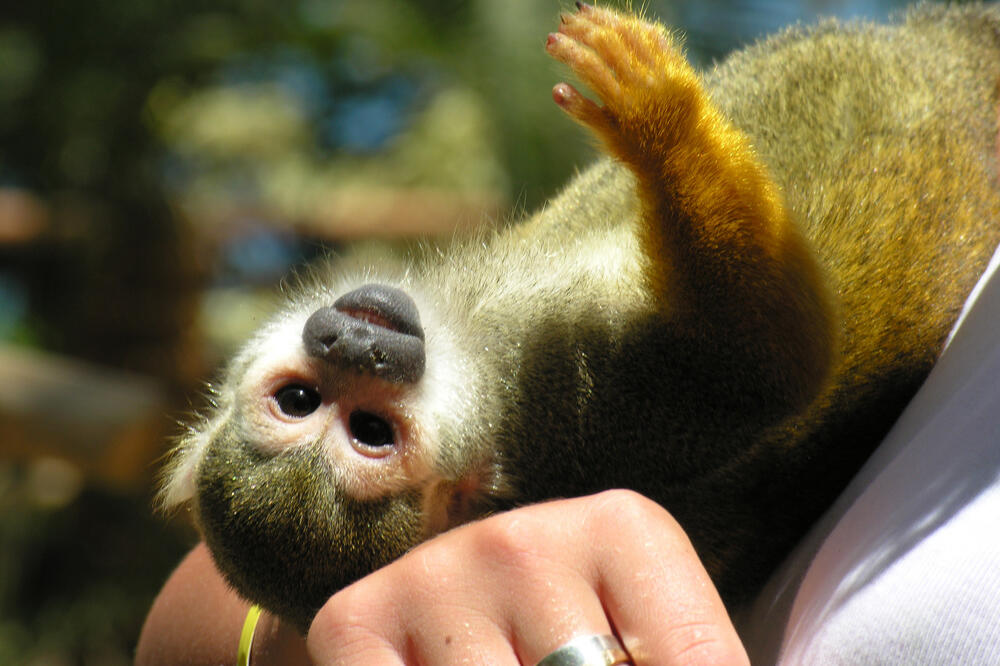 majmun, Foto: Shutterstock