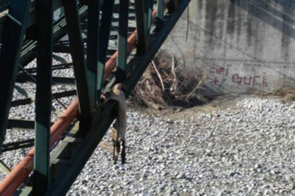 obješeni pas Bijelo Polje, Foto: Prijatelji životinja Podgorica