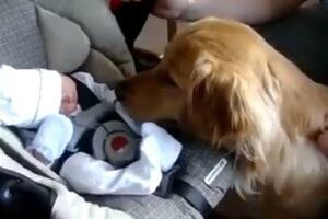 Snimak koji je posvađao internet: Da li je u redu da pas liže bebu?