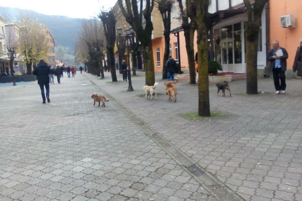 Psi lutalice, Foto: Jadranka Ćetković