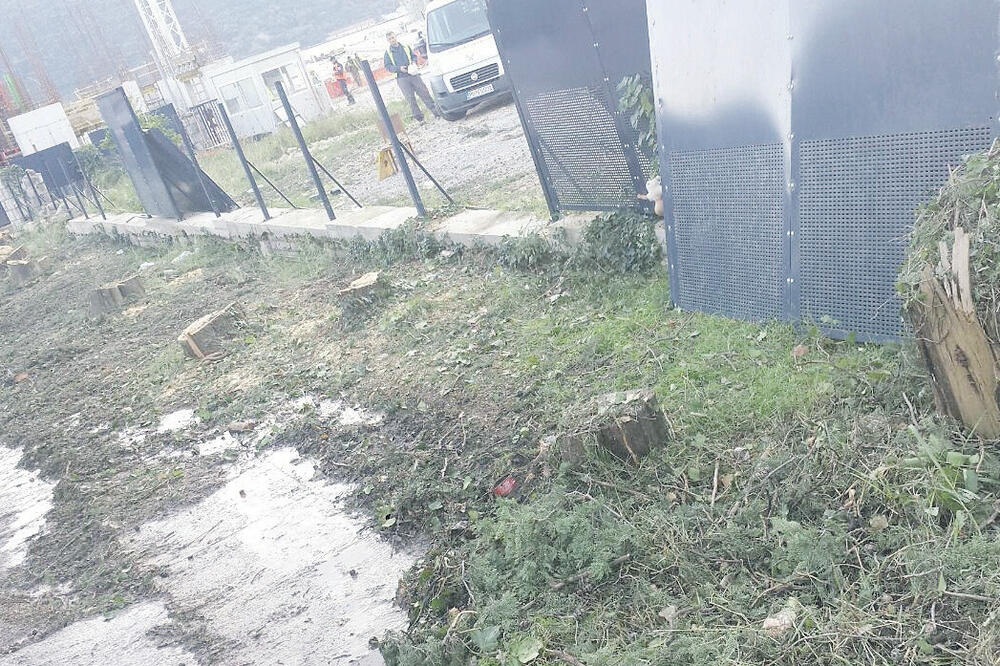 Stari borovi, Foto: Slavica Kosić