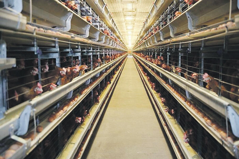 Kokoške, farma kokošaka, Foto: Vlada Crne Gore