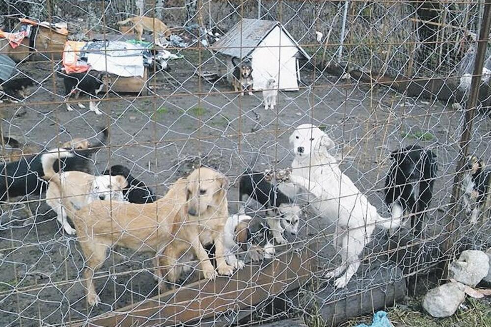 Psi, Foto: Privatna arhiva