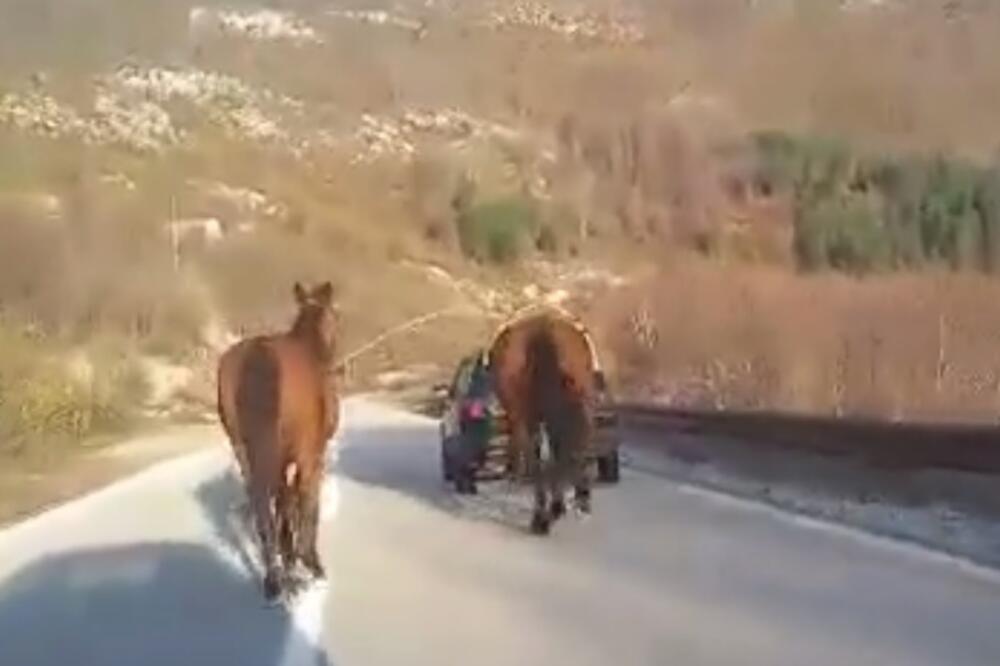 konji Plužine - Šavnik, Foto: Screenshot/Podgorički vremeplov