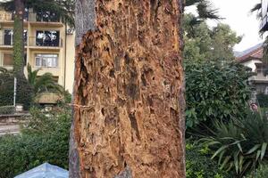 Tivat: Perfektion insekticidom protiv palminog surlaša