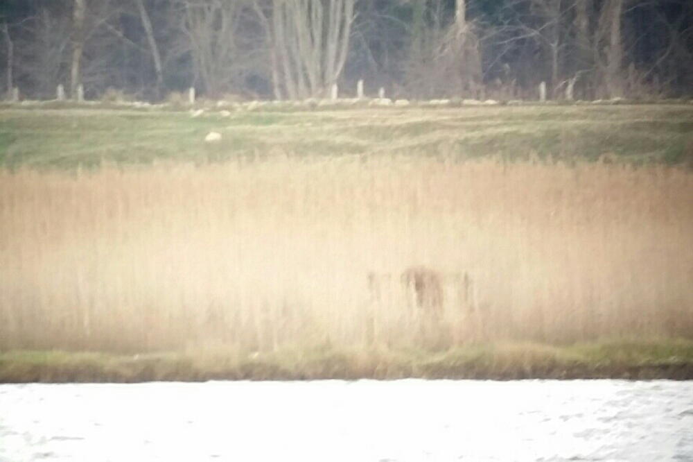 krivolov Solana, Foto: CZIP