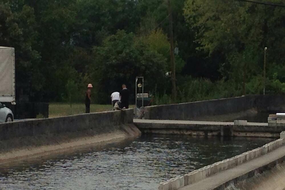 Pomor ribe Mareza, Foto: Damira Kalač