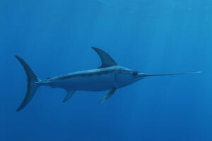 Mediteranskoj sabljarki prijeti nestajanje