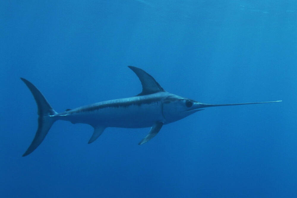 mediteranska sabljarka, Foto: WWF/Rene Heuzey