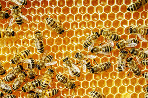 Pomor pčela u Mojkovcu