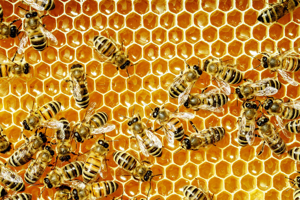 pčele, Foto: Shutterstock