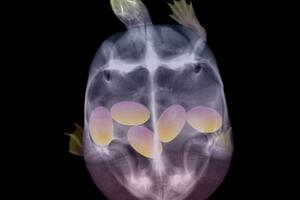 Ovako izgledaju bebe životinja prije nego što se rode