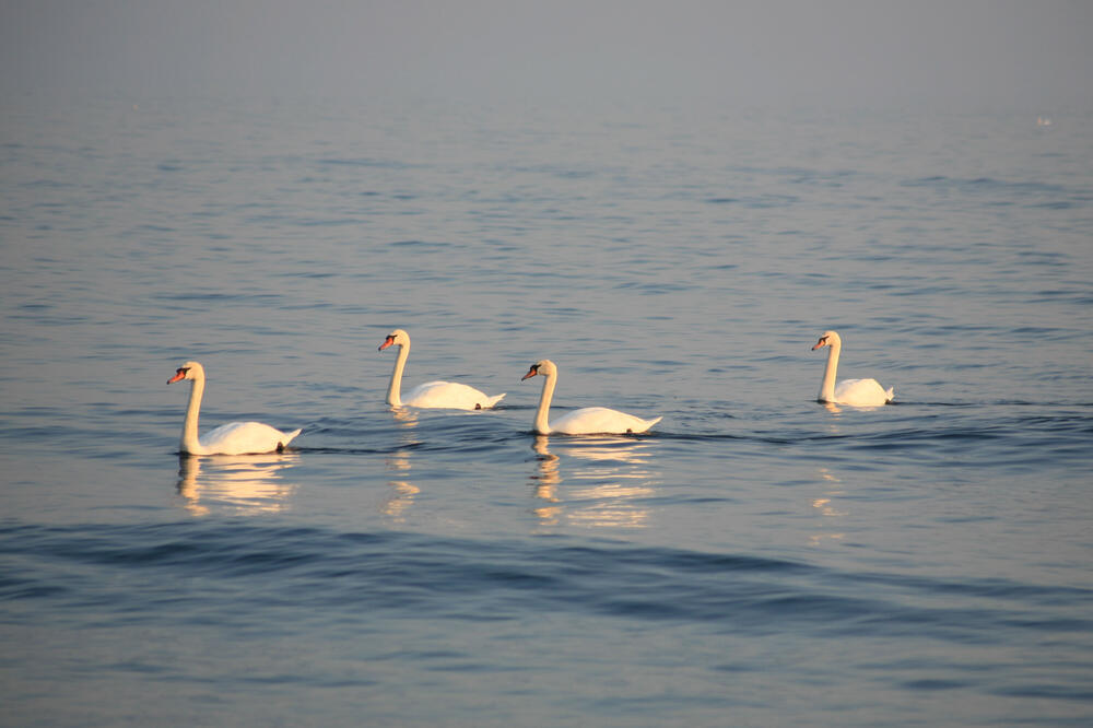 Labudovi, Foto: Shutterstock