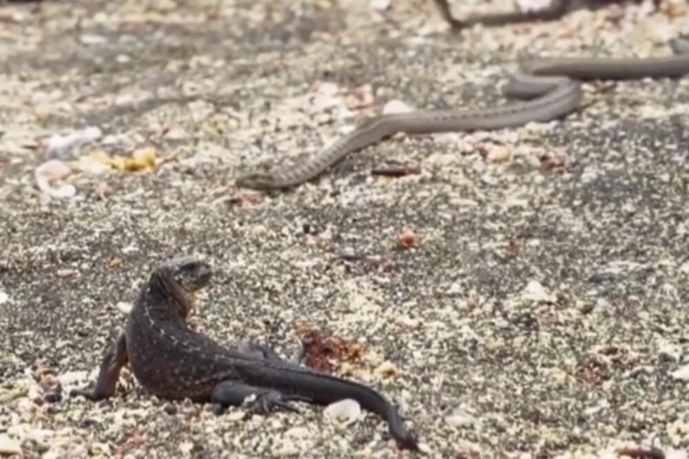 zmija i iguana, Foto: Screenshot (YouTube)