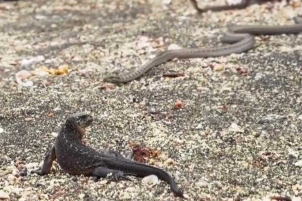 zmija i iguana, Foto: Screenshot (YouTube)