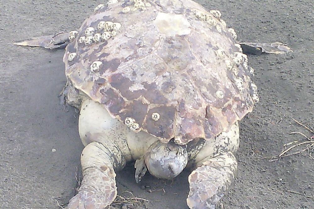 kornjača, Velika plaža, Foto: Privatna arhiva