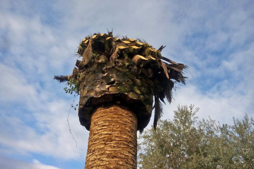 palme surlaši, Foto: Opština Herceg Novi