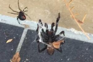 Pogledajte borbu dva najsmrtonosnija pauka na svijetu